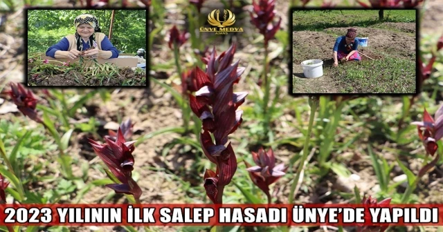 2023 YILININ İLK SALEP HASADI ÜNYE’DE YAPILDI