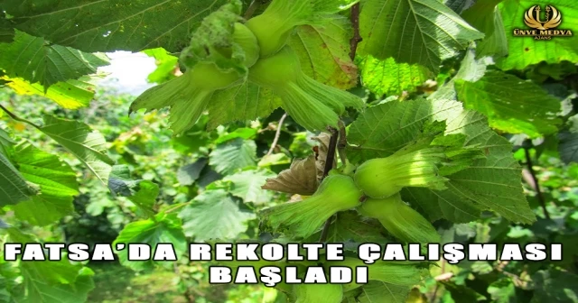 FATSA’DA REKOLTE ÇALIŞMASI BAŞLADI
