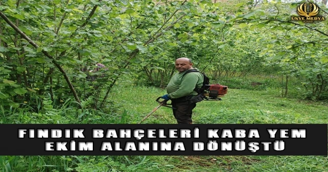 FINDIK BAHÇELERİ KABA YEM EKİM ALANINA DÖNÜŞTÜ