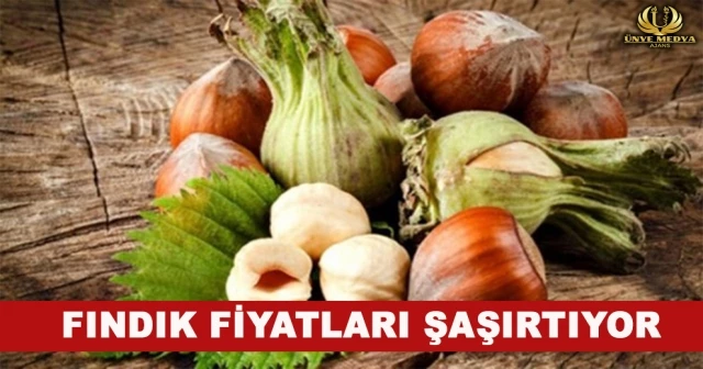 FINDIK FİYATLARI ŞAŞIRTIYOR