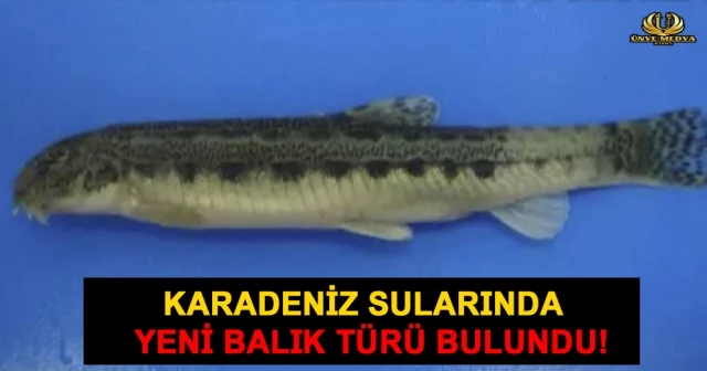 KARADENİZ SULARINDA YENİ BALIK TÜRÜ BULUNDU!