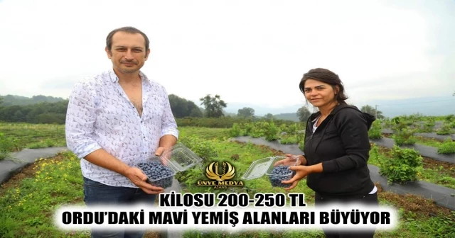 ORDU’DAKİ MAVİ YEMİŞ ALANLARI BÜYÜYOR KİLOSU 200-250 TL