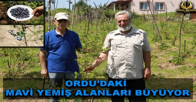 ORDU’DAKİ MAVİ YEMİŞ ALANLARI BÜYÜYOR