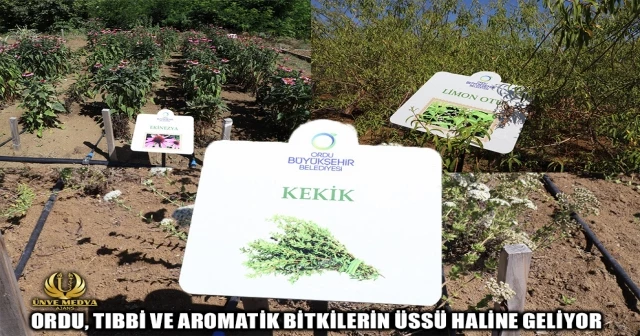 ORDU, TIBBİ VE AROMATİK BİTKİLERİN ÜSSÜ HALİNE GELİYOR