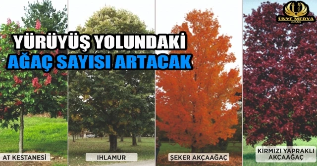 YÜRÜYÜŞ YOLUNDAKİ AĞAÇ SAYISI ARTACAK